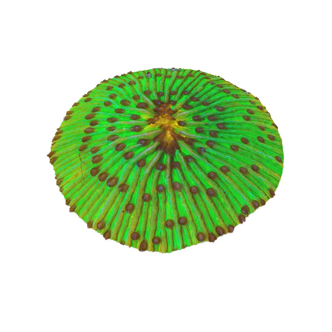 fungia plate coral 3ds https://p.turbosquid.com/ts-thumb/0A/C1Bo6U/2lQbq8Zw/fungia5_0003/jpg/1435837568/1920x1080/fit_q87/533fac6b8c580d6ffbe7e57f633e79ef8732718d/fungia5_0003.jpg