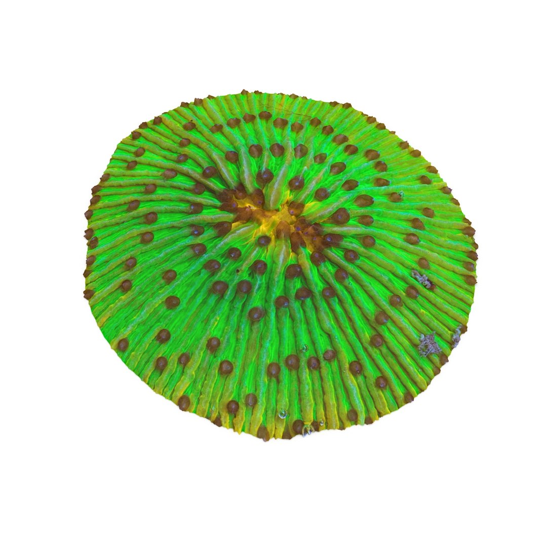 fungia plate coral 3ds https://p.turbosquid.com/ts-thumb/0A/C1Bo6U/9OAfvYbQ/fungia5_0005/jpg/1435837568/1920x1080/fit_q87/372a03a85a71ee6a27b8f4e0007a49279d0667b4/fungia5_0005.jpg