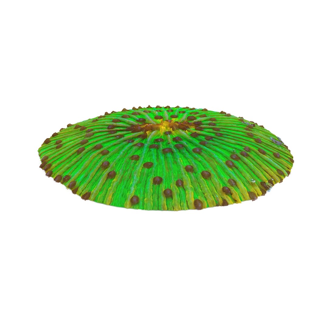 fungia plate coral 3ds https://p.turbosquid.com/ts-thumb/0A/C1Bo6U/qwESaSdo/fungia5_0006/jpg/1435837568/1920x1080/fit_q87/f20185f79071d2c76c338593a150a7037e18c3ce/fungia5_0006.jpg
