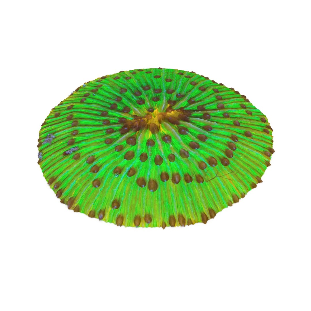 fungia plate coral 3ds https://p.turbosquid.com/ts-thumb/0A/C1Bo6U/yT5saAX8/fungia5_0004/jpg/1435837568/1920x1080/fit_q87/7b94e16bd3aa2b20d638d52693721c180996d2f3/fungia5_0004.jpg