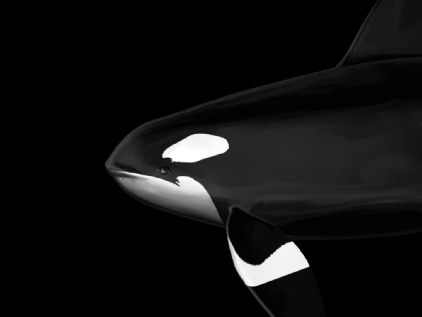 3d model orca whale https://p.turbosquid.com/ts-thumb/0A/JqOQsw/NRQowt3V/kw4/jpg/1145032904/1920x1080/fit_q87/475c401f3a635882d0fec395fbf4e490e08a743d/kw4.jpg