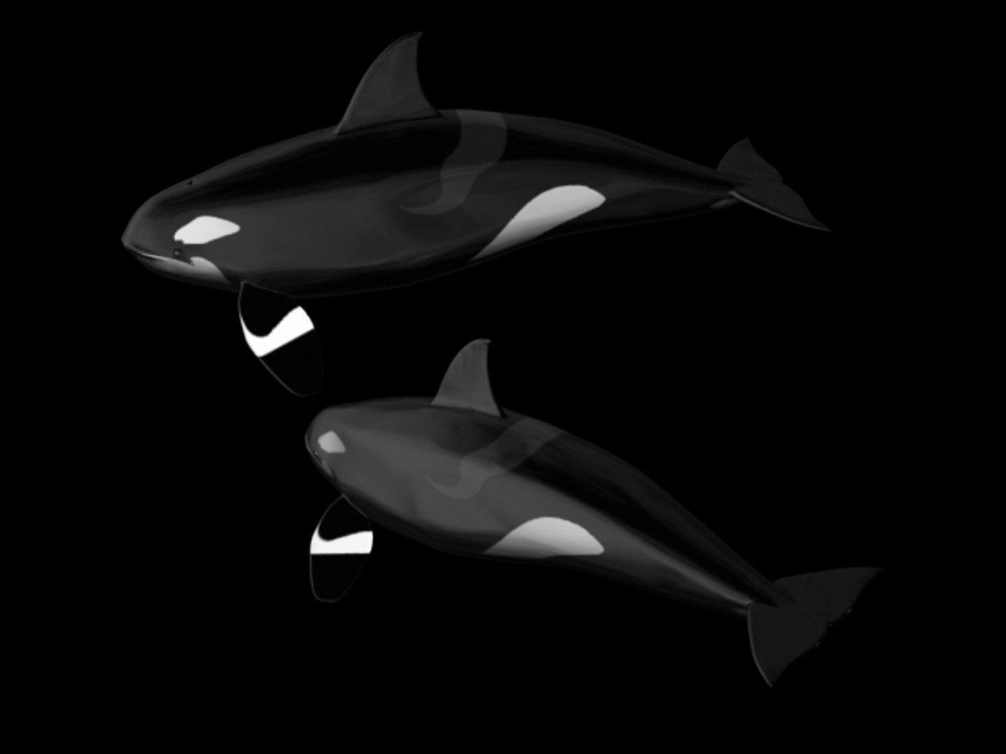 3d model orca whale https://p.turbosquid.com/ts-thumb/0A/JqOQsw/iyrdaQiN/thumbnail/jpg/1145032129/1920x1080/fit_q87/b180bf4fd9bcccdd7571b9aa125a4dc84f8f2145/thumbnail.jpg