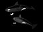 Orca or Killer whale