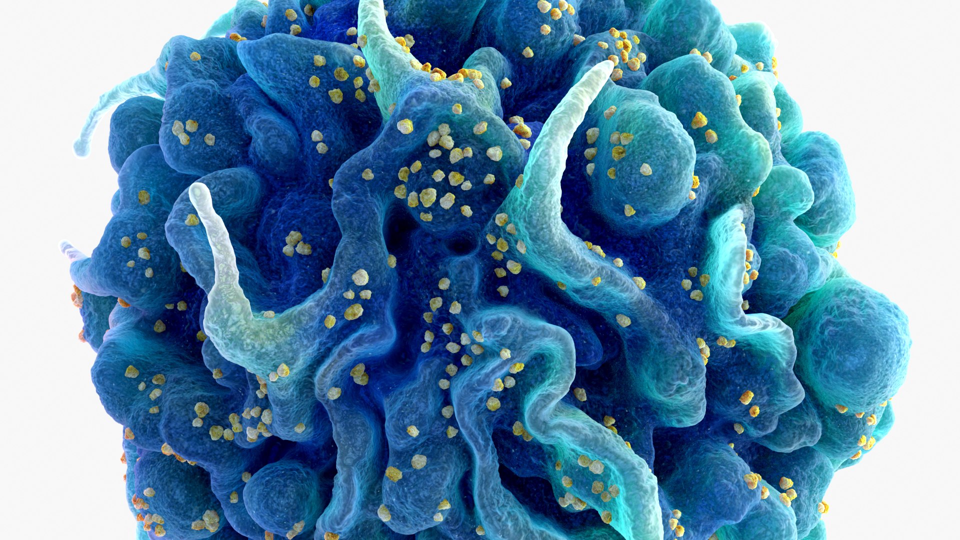 3D HIV cell model https://p.turbosquid.com/ts-thumb/0A/KwfQFL/TR/product_0002/jpg/1654392992/1920x1080/fit_q87/a4a42df64a4bb820191cd0f02c19e1964eb177e7/product_0002.jpg