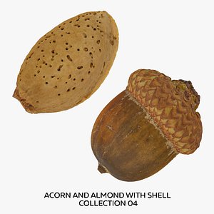3D model Acorn and Almond with Shell Collection 04 - 2 models RAW Scans
