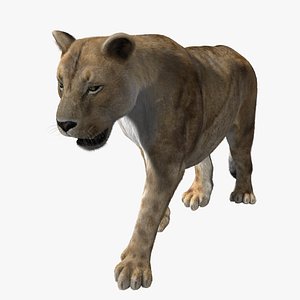 Lioness (2) (ANIMATED) (FUR)