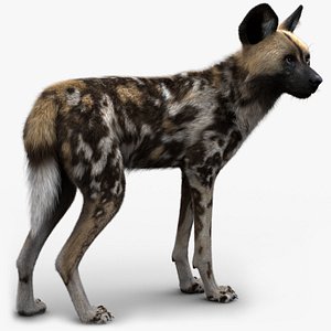 3D Wild Dog XGen Rigged