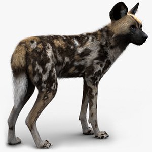 Wild Dog XGen Rigged