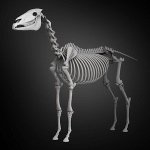 3D horse skeleton anatomy animal model