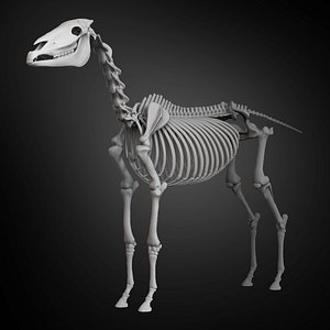 Horse Skeleton
