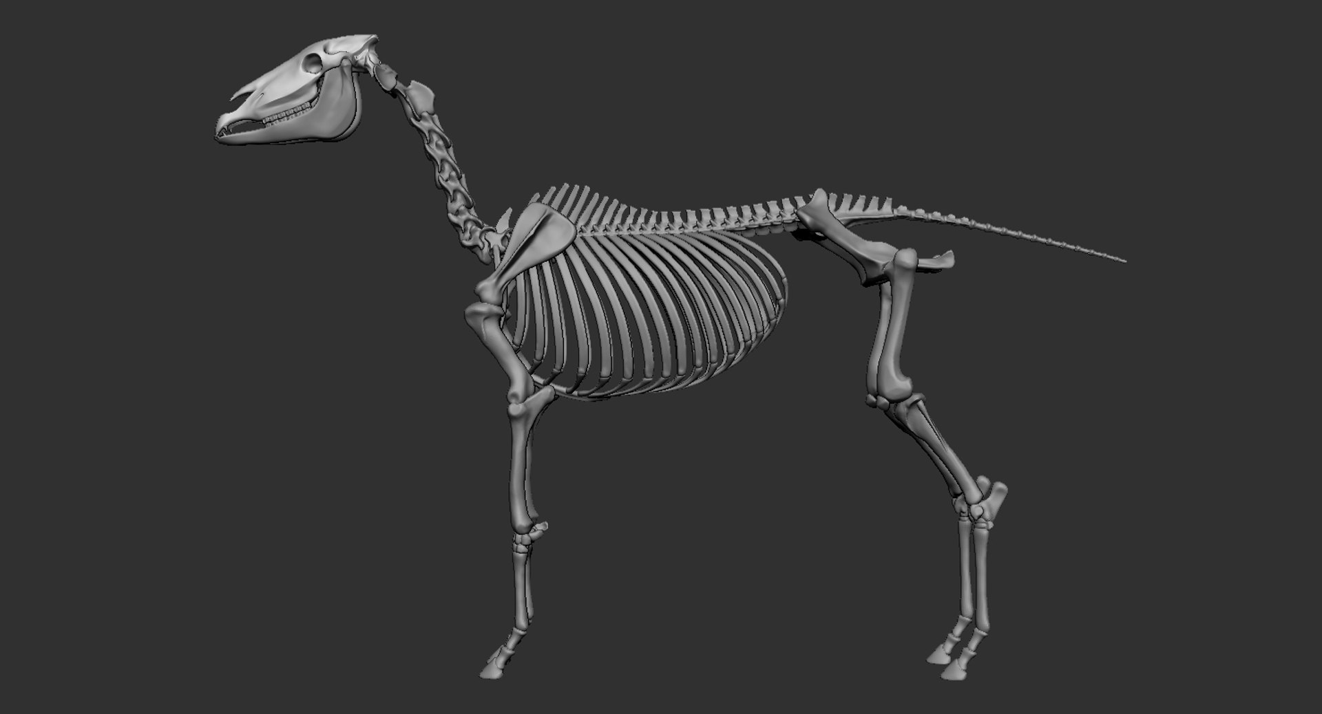 3D Horse Skeleton Anatomy Animal Model - TurboSquid 1628912