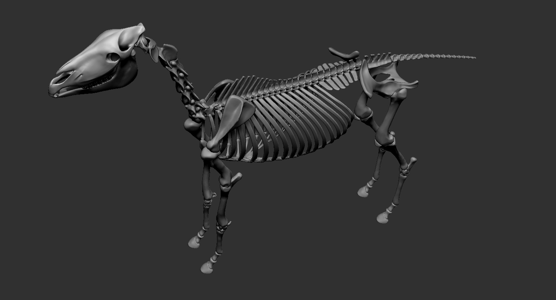 3D Horse Skeleton Anatomy Animal Model - TurboSquid 1628912