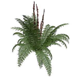 3D Cinnamon Fern Plant - 04 -