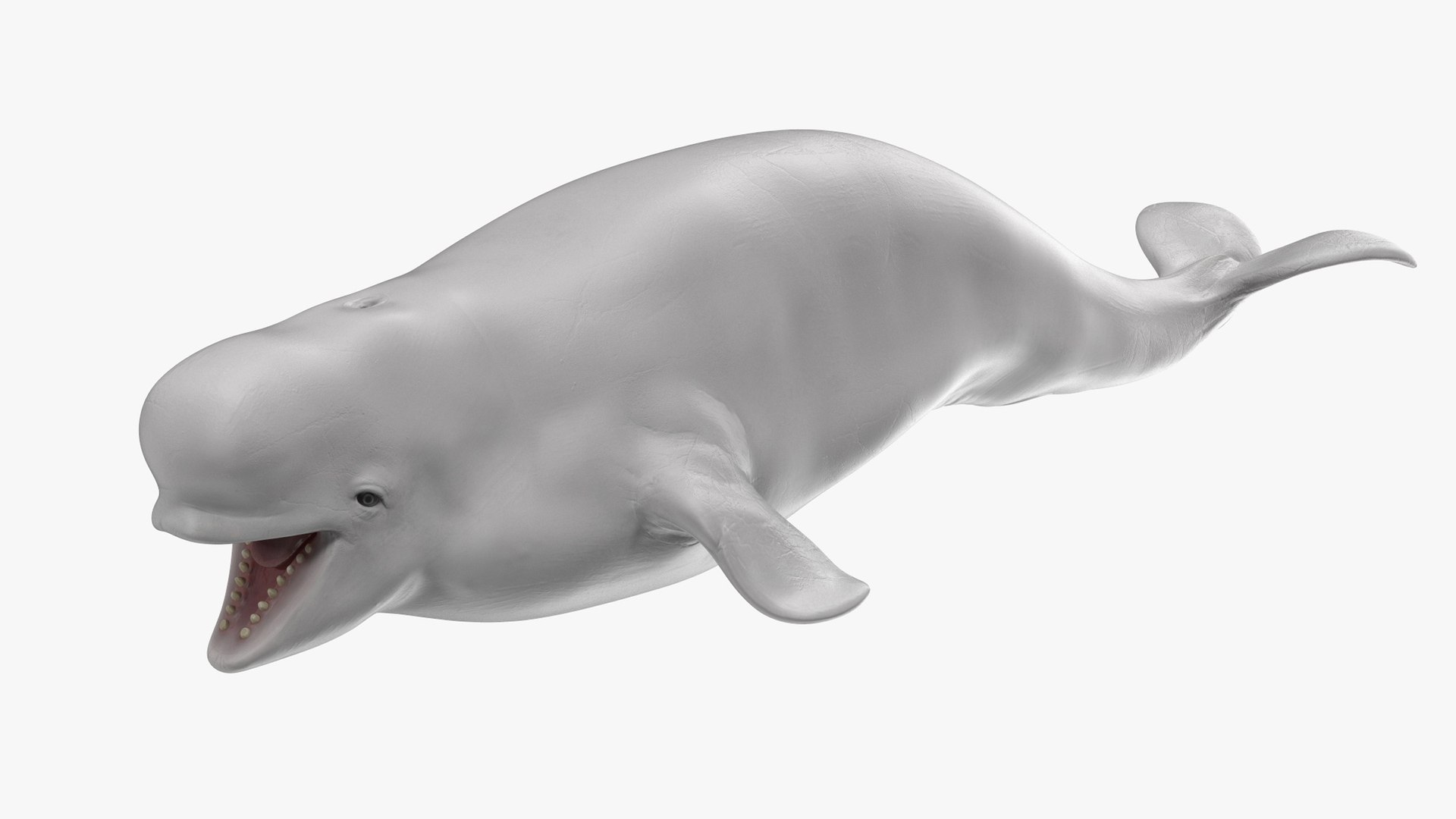 Beluga Whale Young Rigged for Cinema 4D 3D model preview