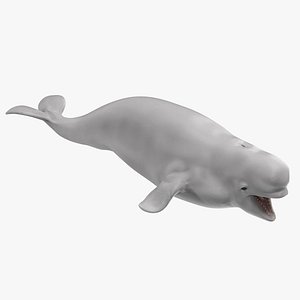 Beluga Whale Young Rigged for Cinema 4D