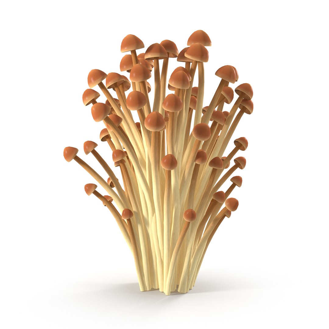 3D model Brown Enoki mushrooms https://p.turbosquid.com/ts-thumb/0A/r18Mwo/0a/5/jpg/1713943671/1920x1080/fit_q87/cab9251bf224761f1698ccf093903fa5cf649935/5.jpg