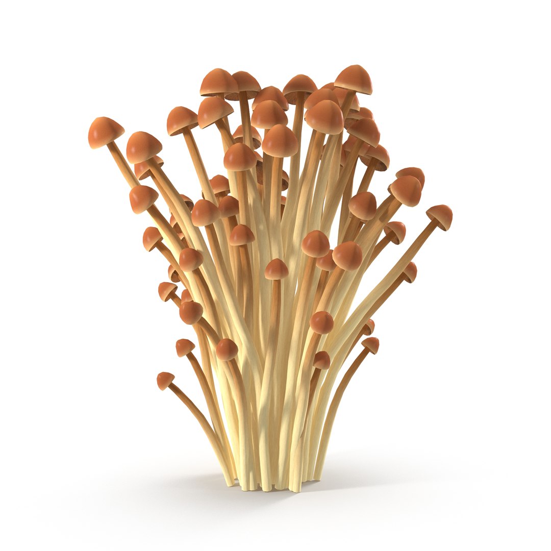 3D model Brown Enoki mushrooms https://p.turbosquid.com/ts-thumb/0A/r18Mwo/2J/7/jpg/1713943672/1920x1080/fit_q87/5df11001e695792dca2e656a39641f8b3522669d/7.jpg