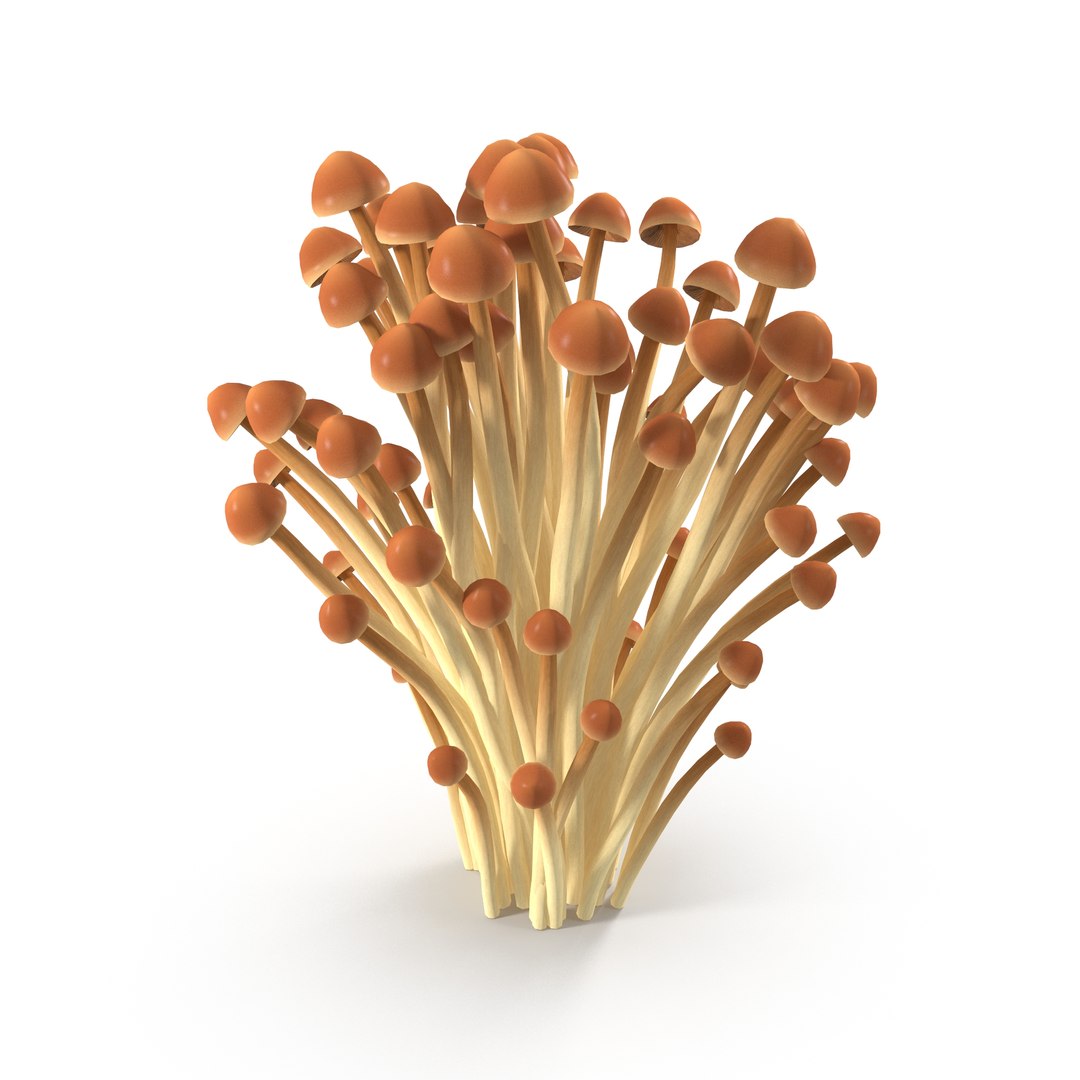 3D model Brown Enoki mushrooms https://p.turbosquid.com/ts-thumb/0A/r18Mwo/2h/2/jpg/1713943674/1920x1080/fit_q87/92e289be3862c6122a591254e5f15dc5dd330027/2.jpg