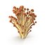 Brown Enoki mushrooms