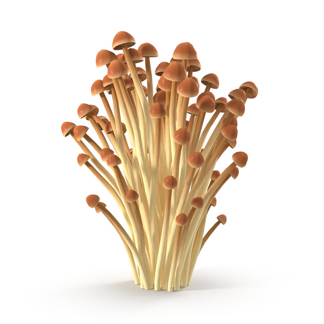 3D model Brown Enoki mushrooms https://p.turbosquid.com/ts-thumb/0A/r18Mwo/3x/4/jpg/1713943671/1920x1080/fit_q87/1c1e05ecce93f6eb9ef23d334f57ad604f6c7f41/4.jpg