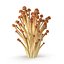 Brown Enoki mushrooms