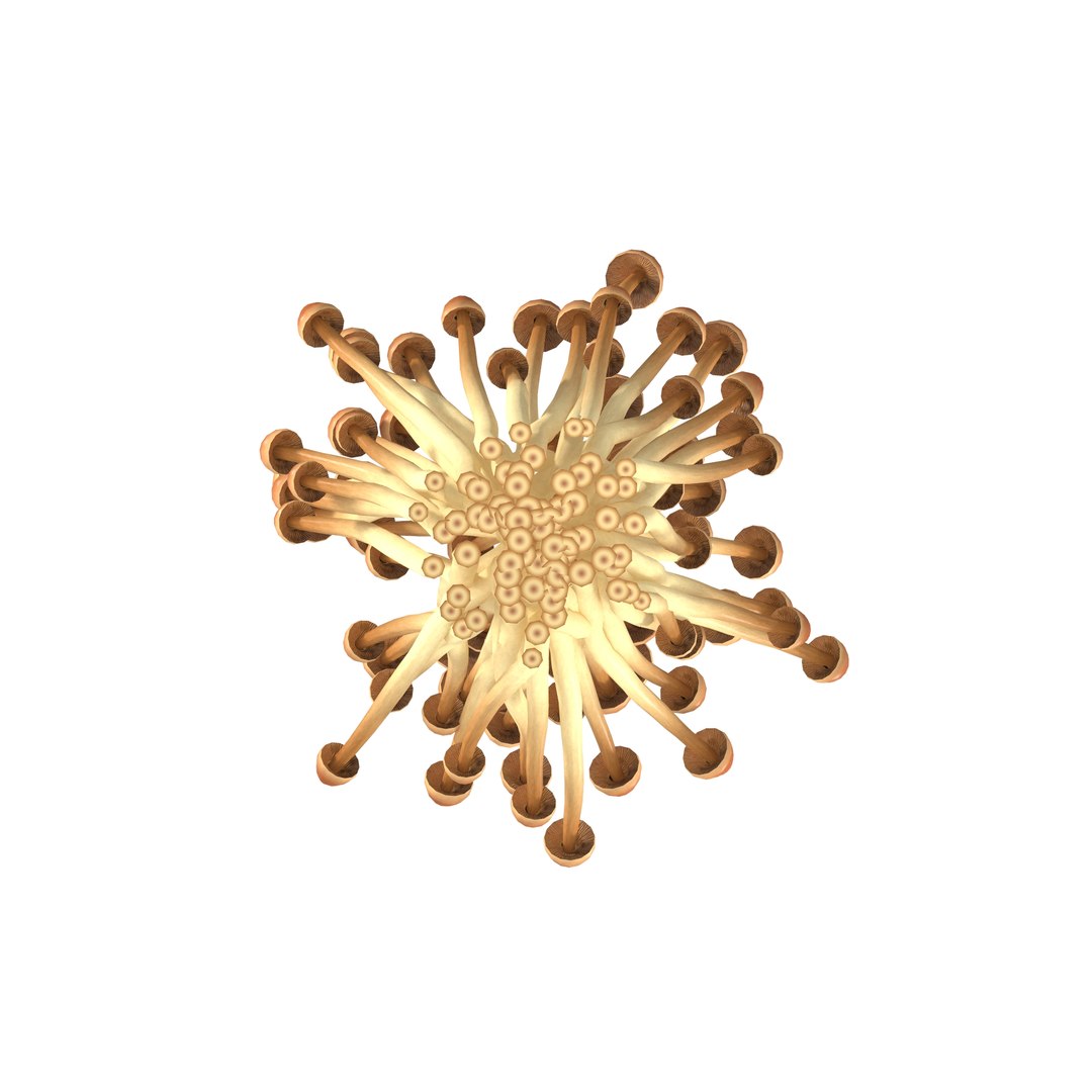 3D model Brown Enoki mushrooms https://p.turbosquid.com/ts-thumb/0A/r18Mwo/8G/8/jpg/1713943673/1920x1080/fit_q87/f20337062c0975e5a2525e1370fc5d62412b7622/8.jpg