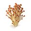 Brown Enoki mushrooms
