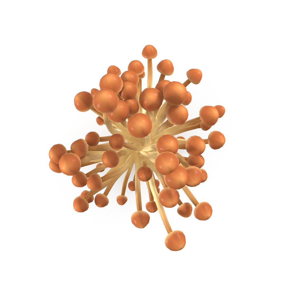 3D model Brown Enoki mushrooms https://p.turbosquid.com/ts-thumb/0A/r18Mwo/Cb/3/jpg/1713943670/1920x1080/fit_q87/db7bf73c91e419e5e66da388a16d1531f5291e4e/3.jpg
