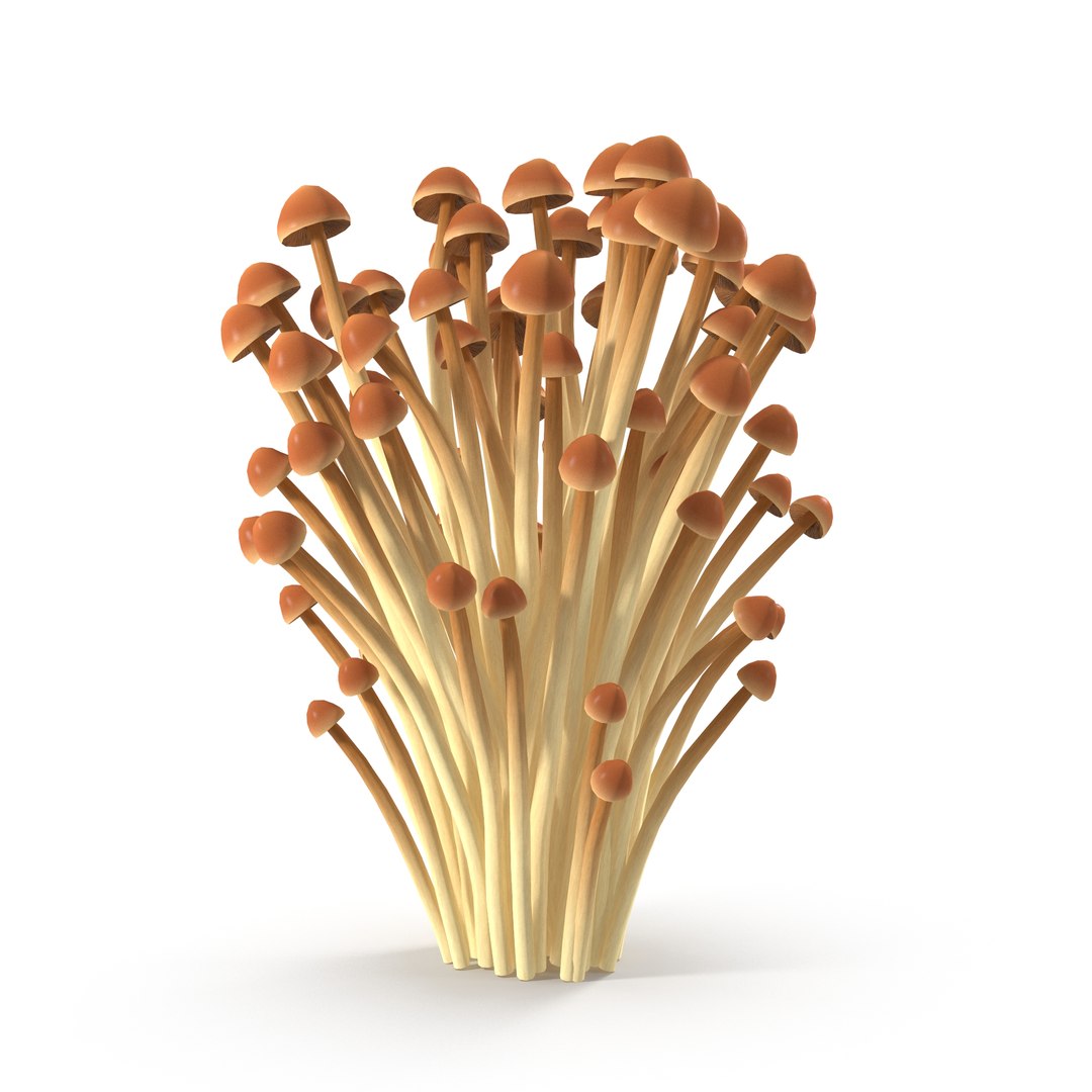 3D model Brown Enoki mushrooms https://p.turbosquid.com/ts-thumb/0A/r18Mwo/vh/6/jpg/1713943671/1920x1080/fit_q87/b93300a6de4a82f8e16e7635fc6627b5ed9ddd4c/6.jpg