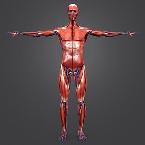 3D model body natural muscles veins
