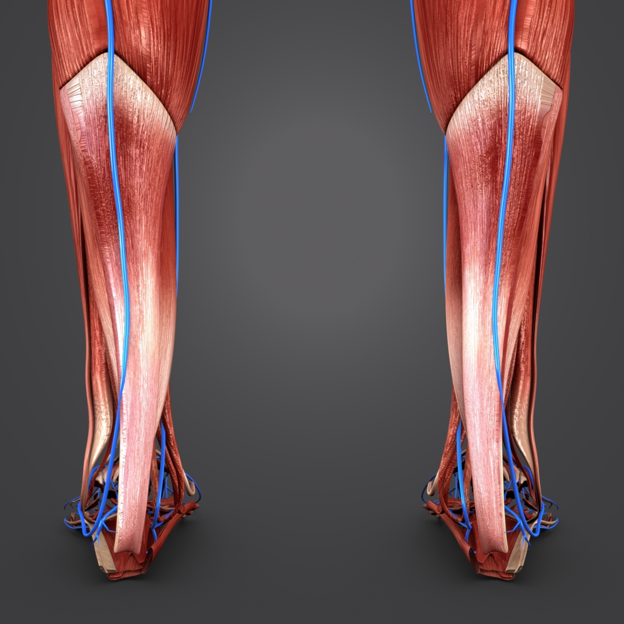 3D model body natural muscles veins - TurboSquid 1319729