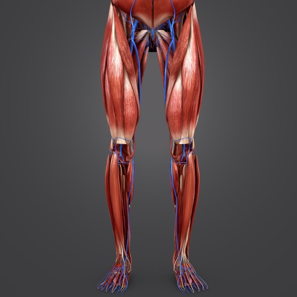 3D model body natural muscles veins - TurboSquid 1319729