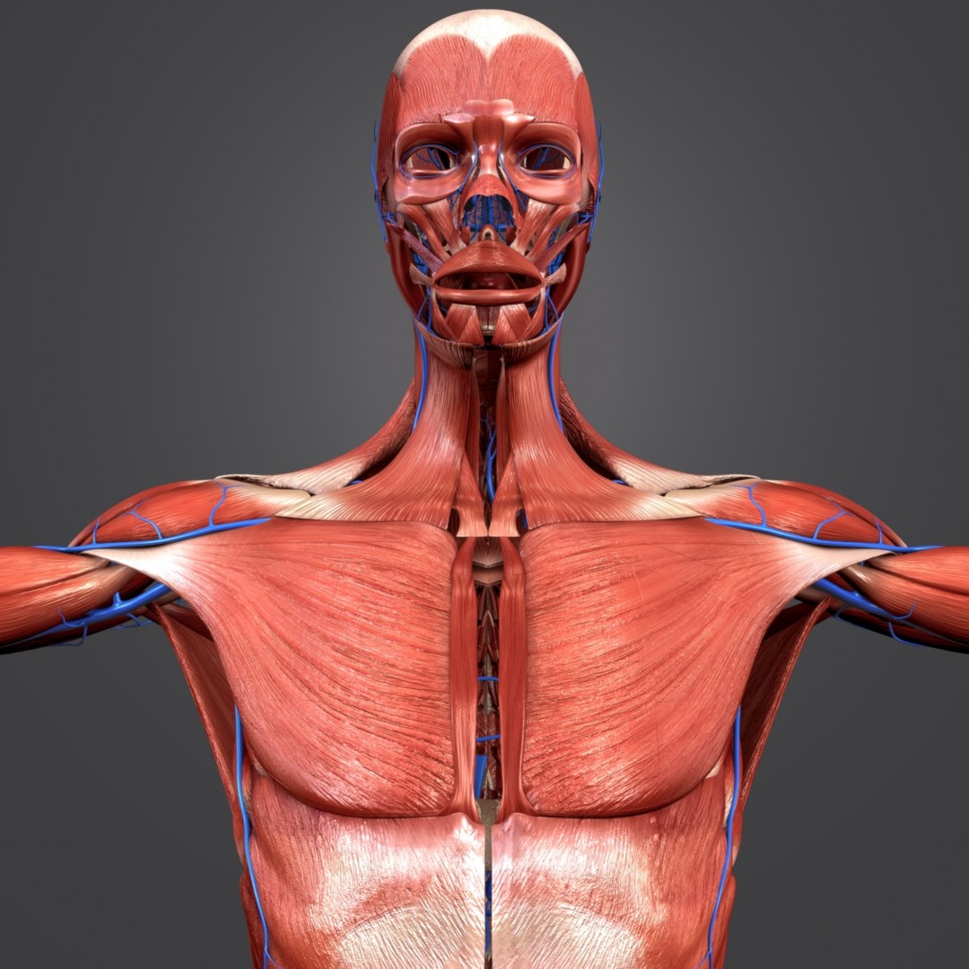 3D Model Body Natural Muscles Veins - TurboSquid 1319729