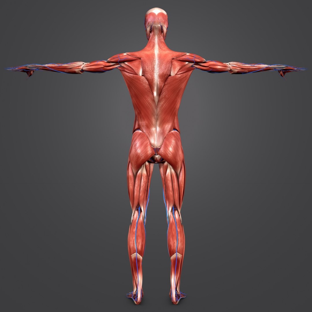 3D Model Body Natural Muscles Veins - TurboSquid 1319729