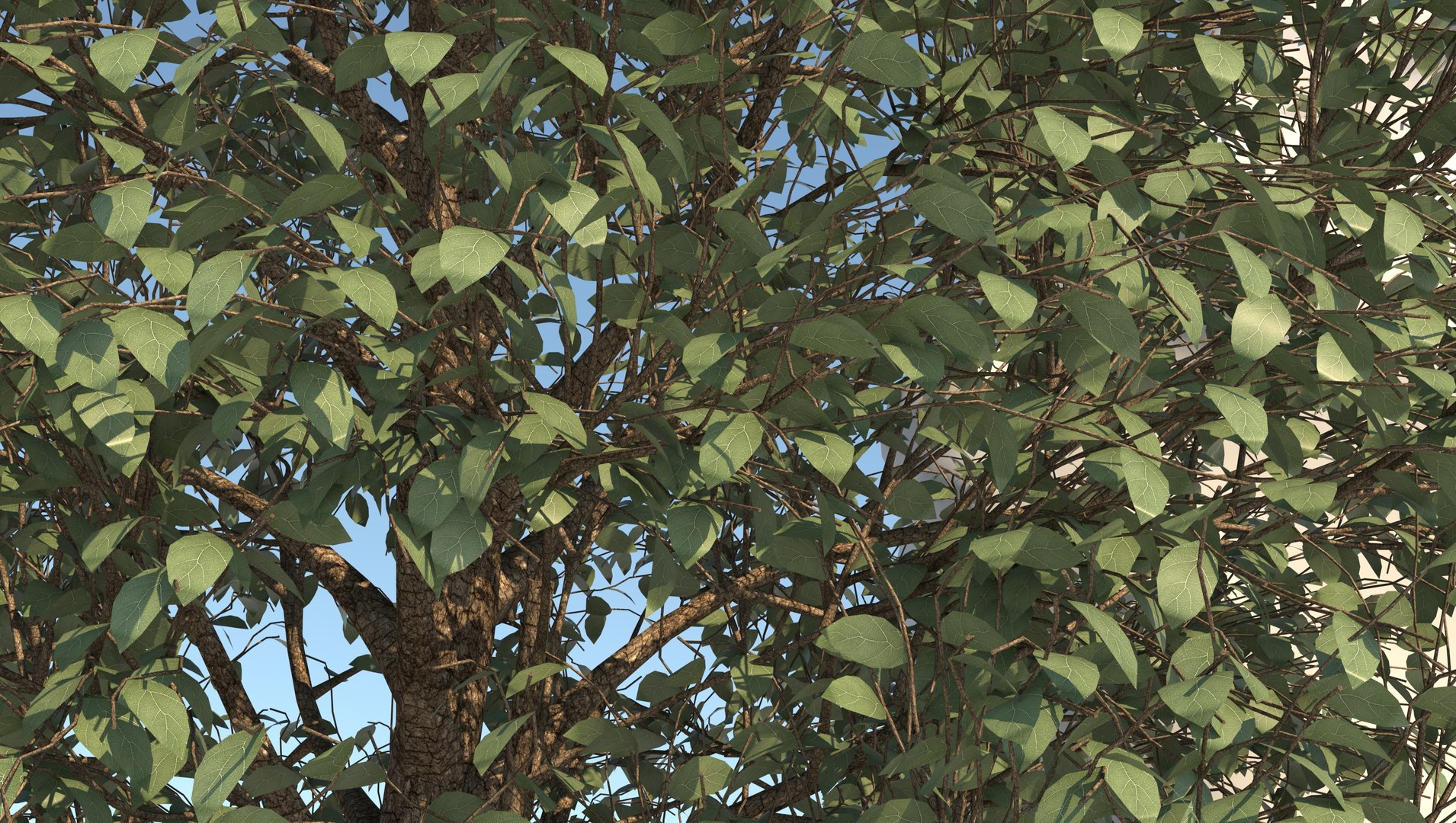 3D season carolina poplar tree https://p.turbosquid.com/ts-thumb/0B/4AIZ0l/21qXce7N/8/jpg/1609939690/1920x1080/fit_q87/750440c7d06f4bff23a762c1deb92b229a719fc9/8.jpg