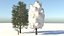 Temporada Carolina Poplar Tree