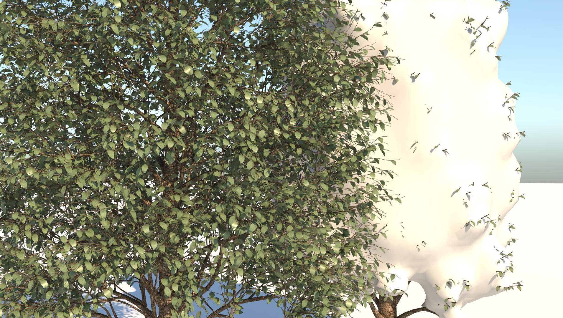 3D season carolina poplar tree https://p.turbosquid.com/ts-thumb/0B/4AIZ0l/J5LNaTpp/6/jpg/1609939690/1920x1080/fit_q87/713708a2b6759974d75a46515246f30d17524a96/6.jpg