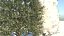 Temporada Carolina Poplar Tree