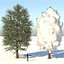 Temporada Carolina Poplar Tree