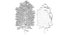 Temporada Carolina Poplar Tree