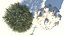 Temporada Carolina Poplar Tree