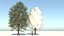 Temporada Carolina Poplar Tree