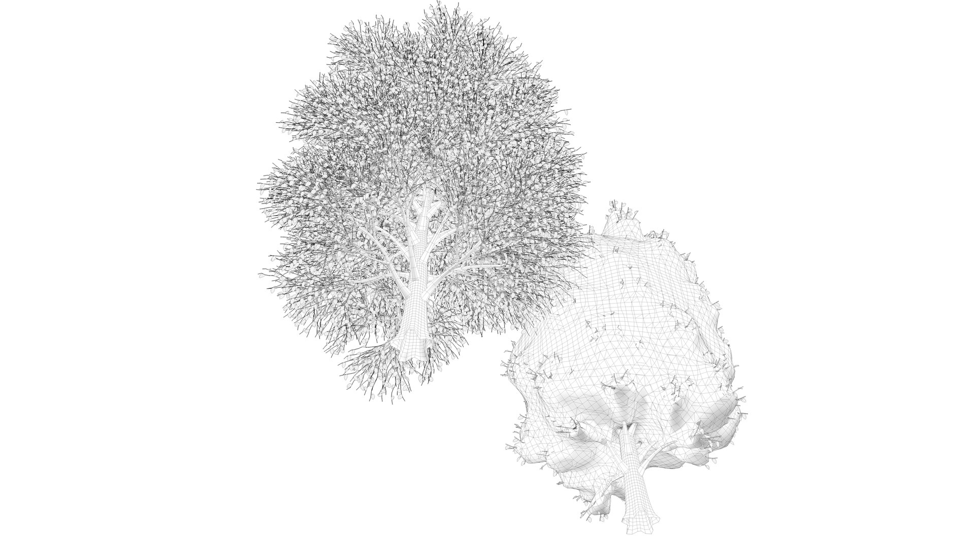 3D season carolina poplar tree https://p.turbosquid.com/ts-thumb/0B/4AIZ0l/z0lqZl9p/render0002/png/1609941284/1920x1080/fit_q87/a7afb8c41526efbe8a8ecbda7a5576bf11d81819/render0002.jpg