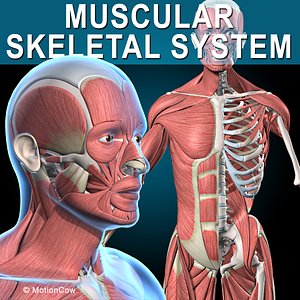 3d human vertebrae skeleton muscles anatomy model