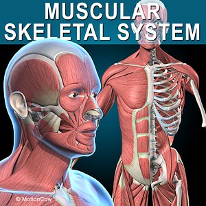Muscles and Skeleton