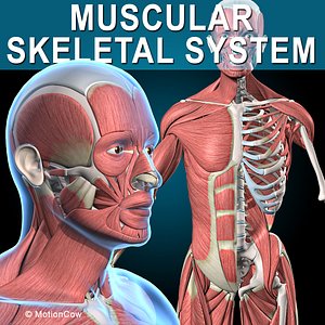 Muscles and Skeleton