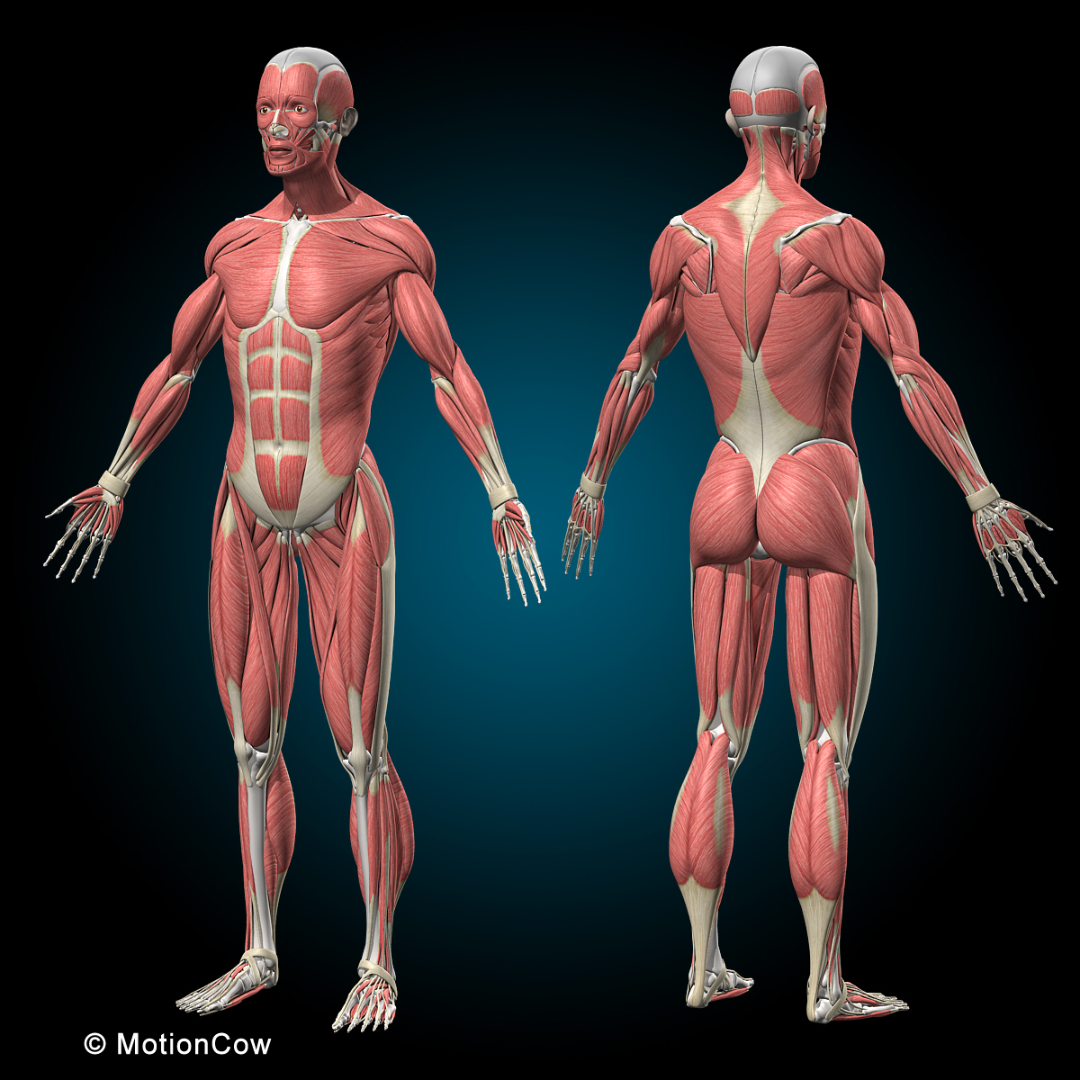 D Human Vertebrae Skeleton Muscles Anatomy Model