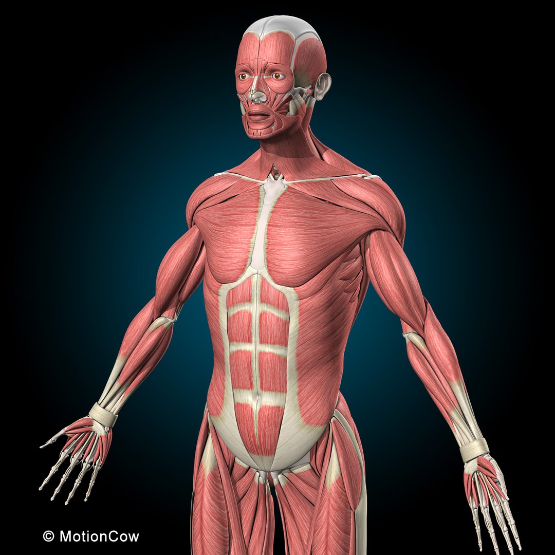 3d Human Vertebrae Skeleton Muscles Anatomy Model