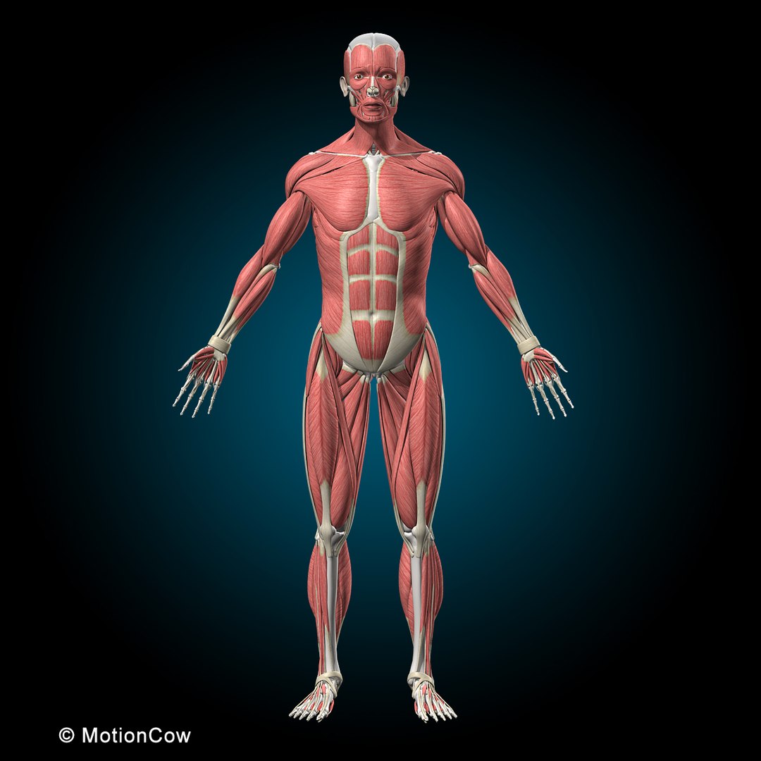 3d human vertebrae skeleton muscles anatomy model