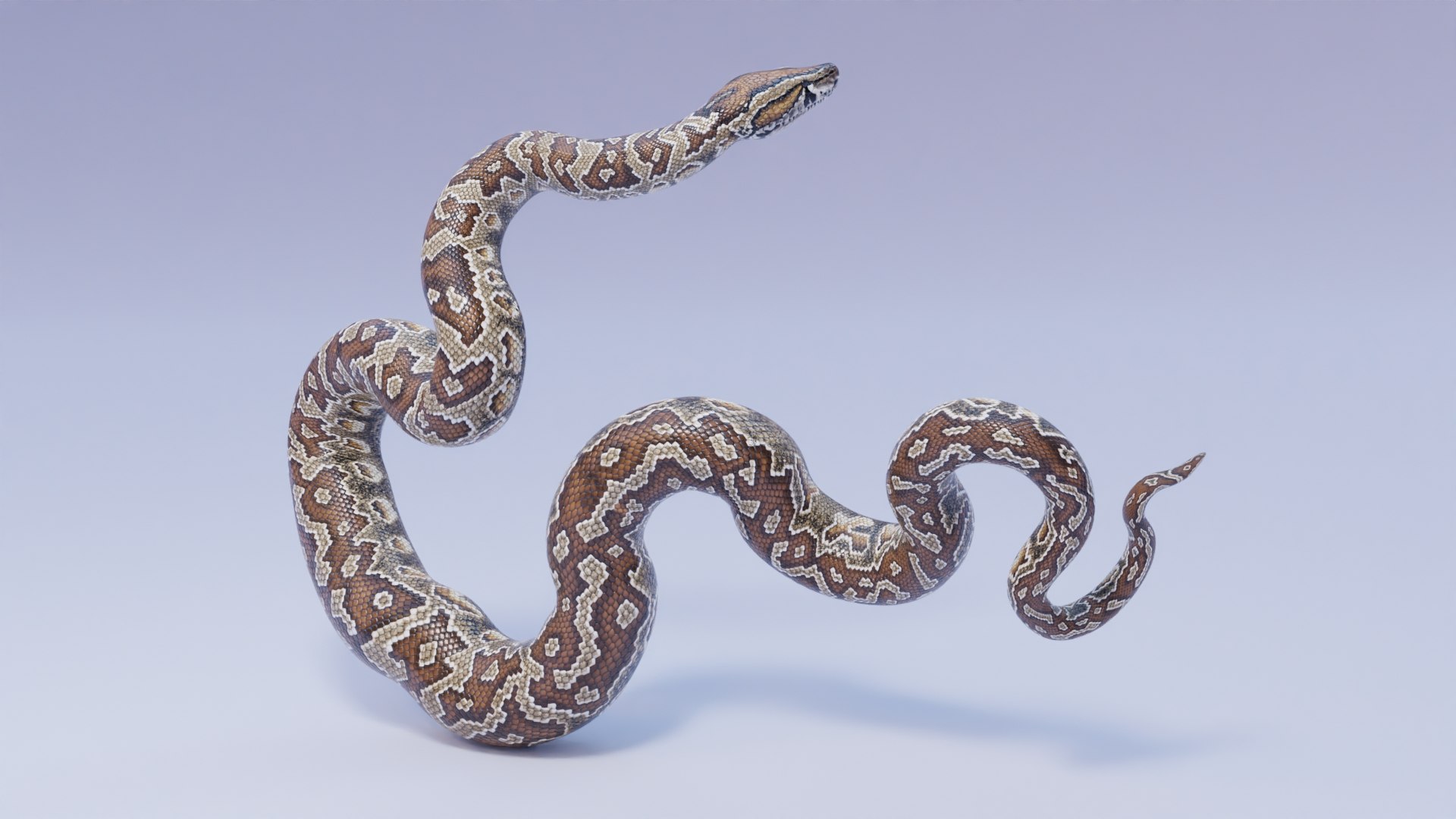 Southern African Rock Python - Rigged 3D - TurboSquid 1842289